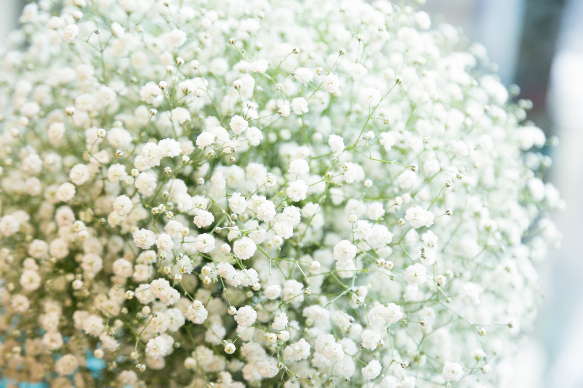 結婚相談・婚活サポート・ウェディングプロデュース Mut